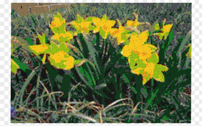 Narcissus Herbaceous Plant Daylily Spring Framework Plants PNG