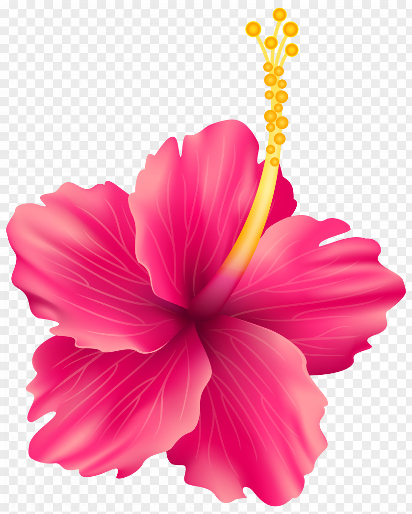 Pink Exotic Flower Transparent Clip Art Image PNG