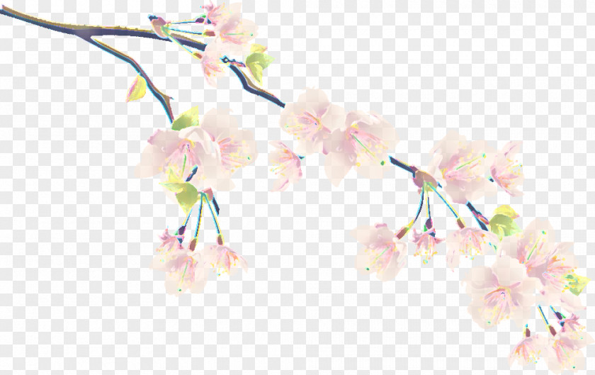 Plant Stem Petal Cherry Blossom PNG