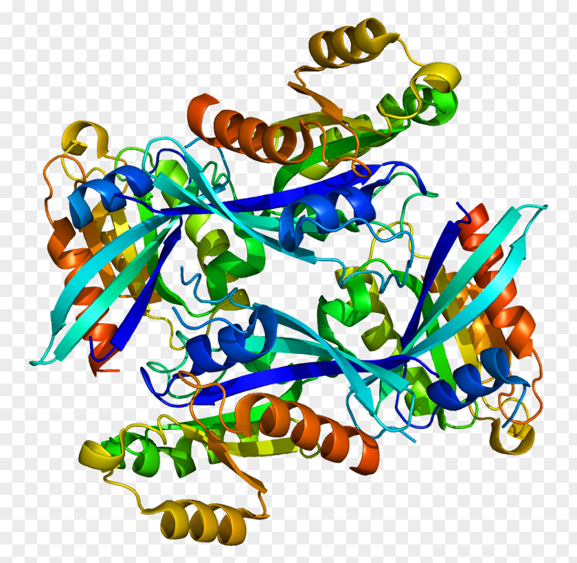 RAB2A Small GTPase Ras Subfamily Protein PNG