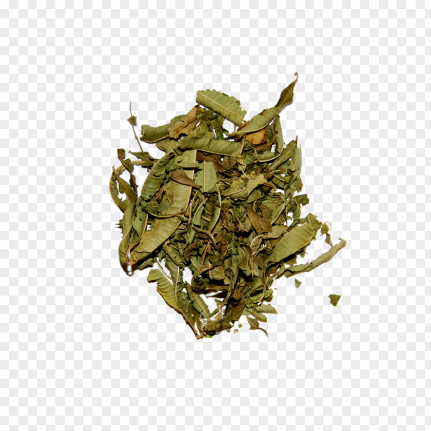 Tea Nilgiri Oolong Bancha Herb PNG