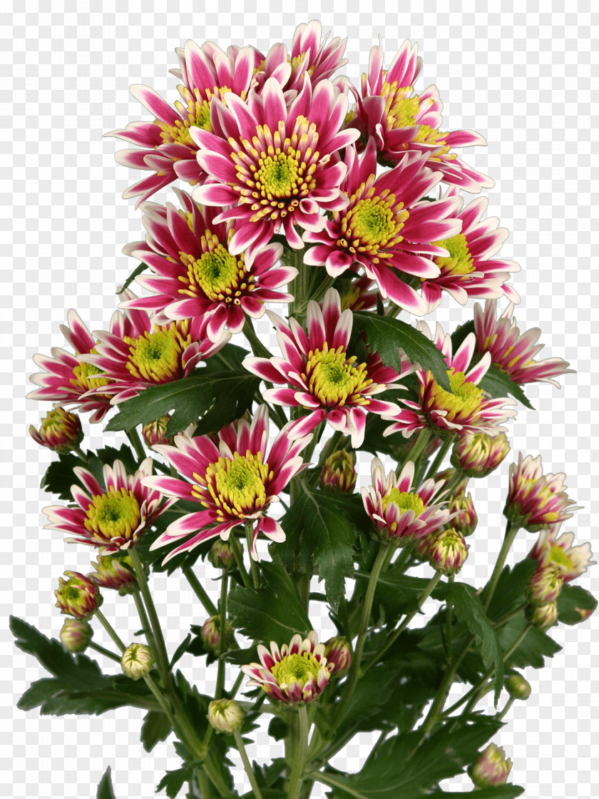Chrysanthemum Aster Cut Flowers Annual Plant PNG