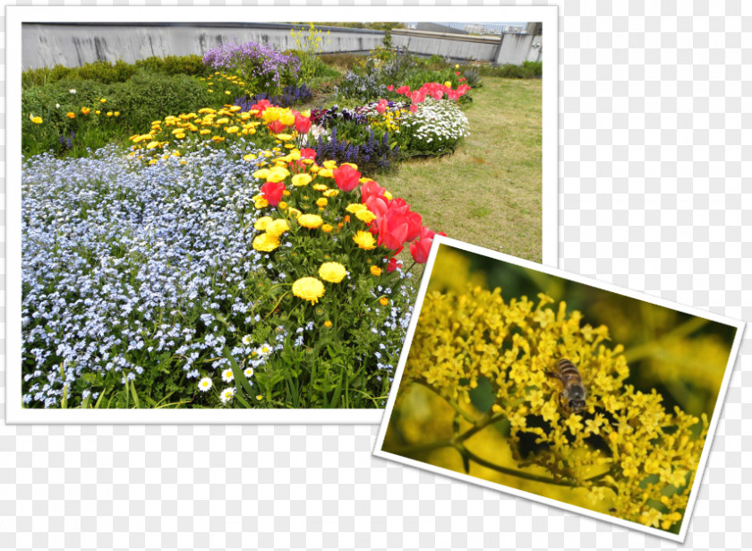 City Top Garden Meadow Wildflower Lawn Flowering Plant PNG