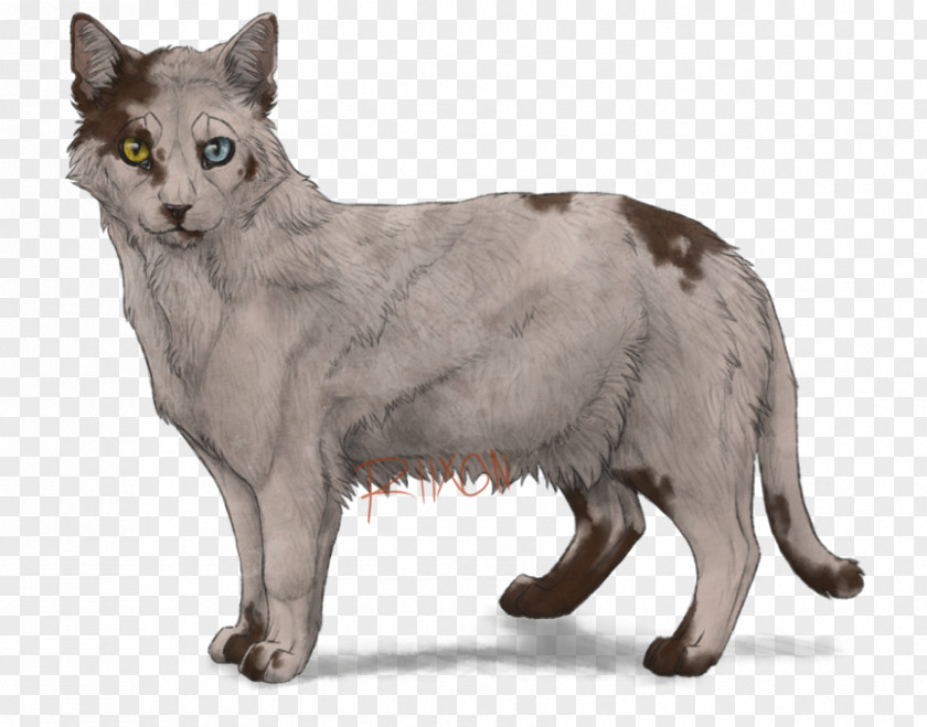 Kitten Nebelung Whiskers Savannah Cat Turkish Van Bengal PNG