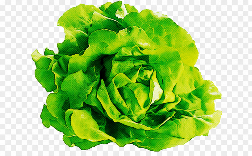 Vegetable Iceburg Lettuce Green Leaf Background PNG