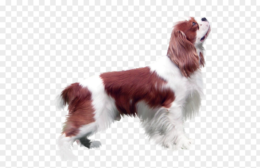 Chien Welsh Springer Spaniel English Kooikerhondje Cavalier King Charles PNG