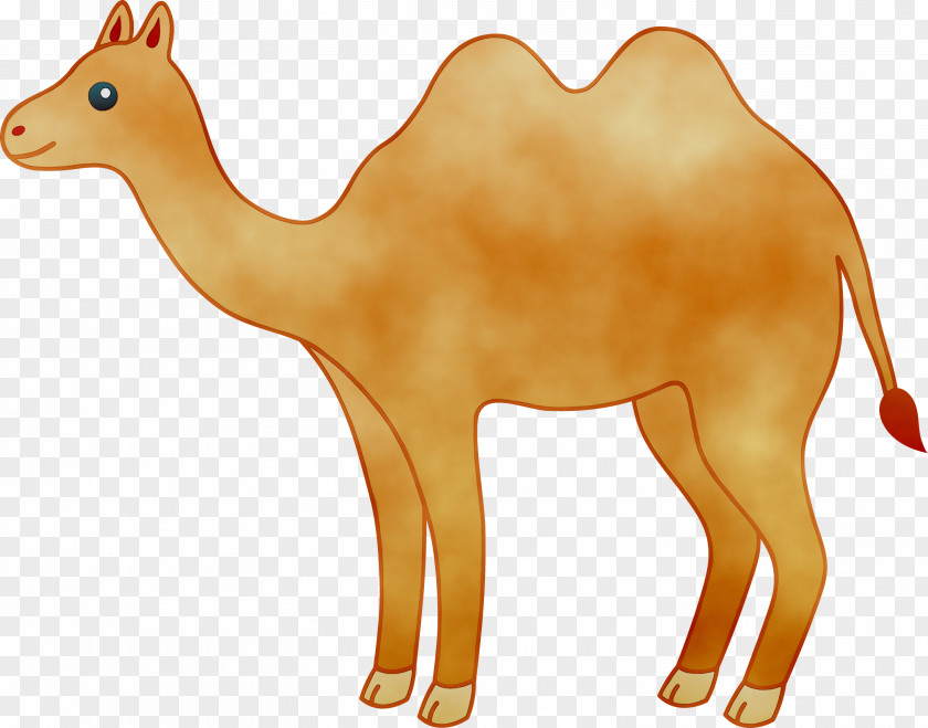 Clip Art Camel Vector Graphics Free Content PNG