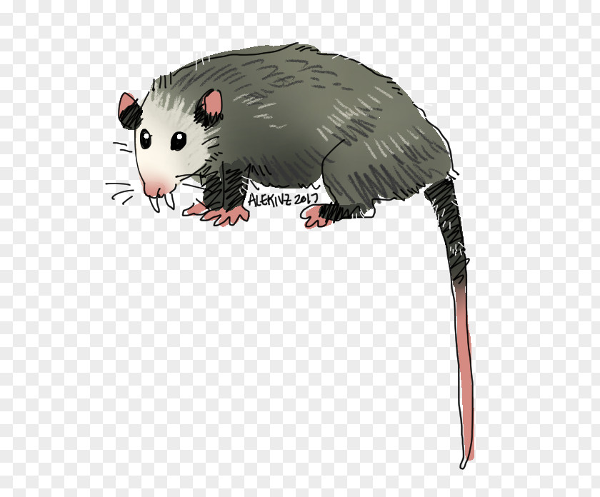 Computer Mouse Common Opossum Snout Whiskers PNG