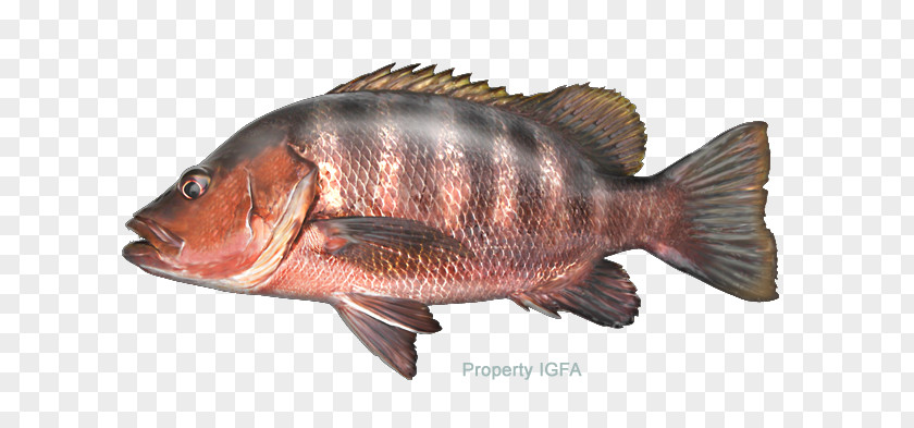 Fish Tilapia Largemouth Bass Freshwater Snapper PNG