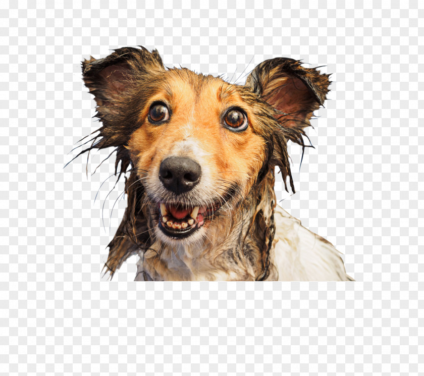 Golden Retriever Dog Breed Puppy Pug Companion PNG