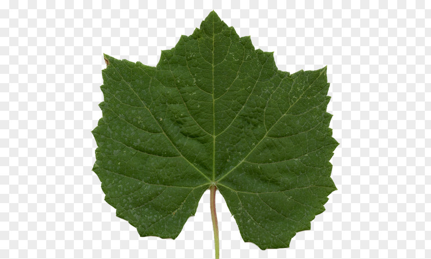 Grape Leaves Plant Pathology Grapevines Leaf PNG