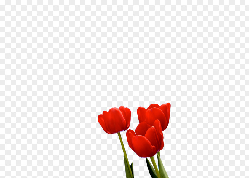 Tulip Esfahlan Khosrowshah PNG