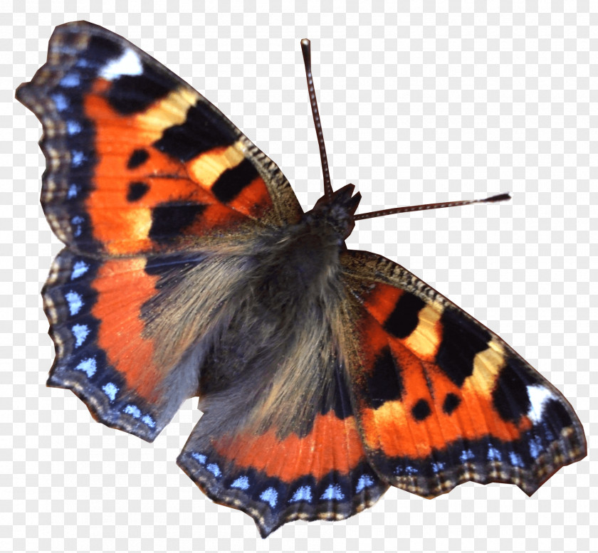 Butterfly Image World PNG