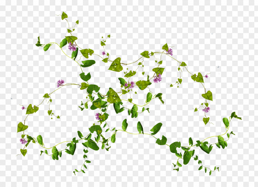 Desktop Vine Clip Art Virginia Creeper Plants PNG