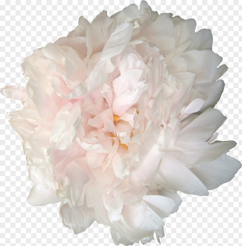 Peonies Peony Garden Roses Flower Clip Art PNG