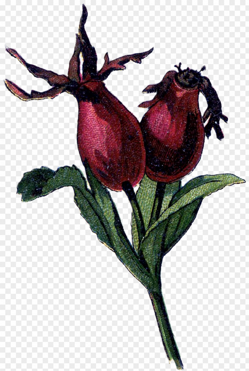 Plant Rose Hip Dog-rose Family Drawing PNG