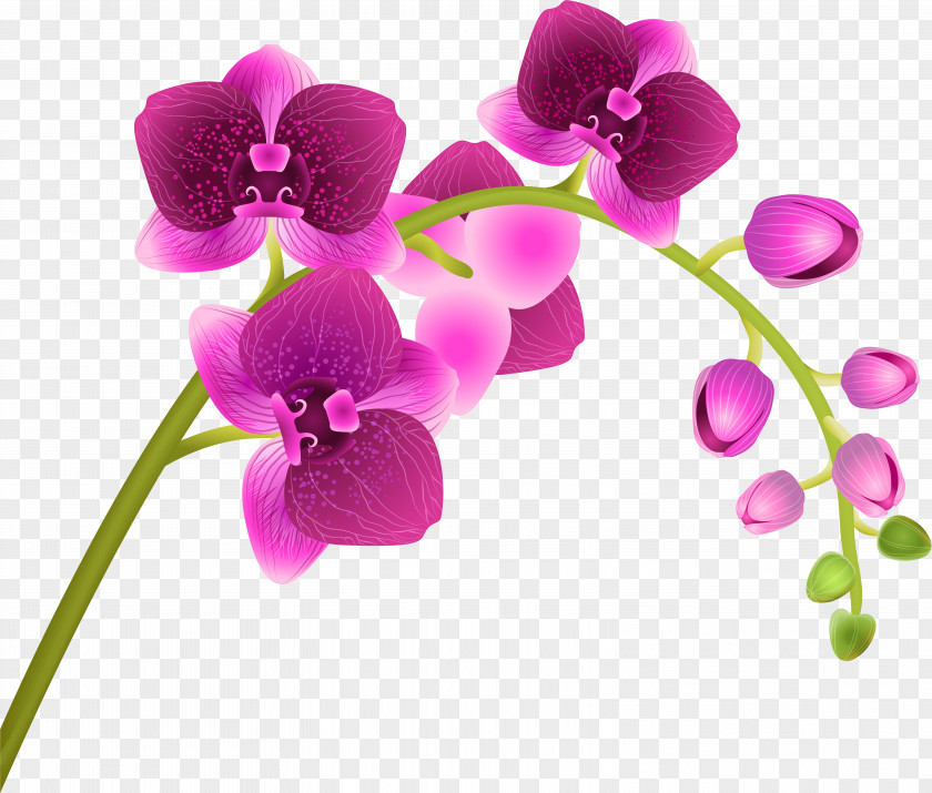 Magenta Purple Flower Moth Orchid Petal Violet Pink PNG