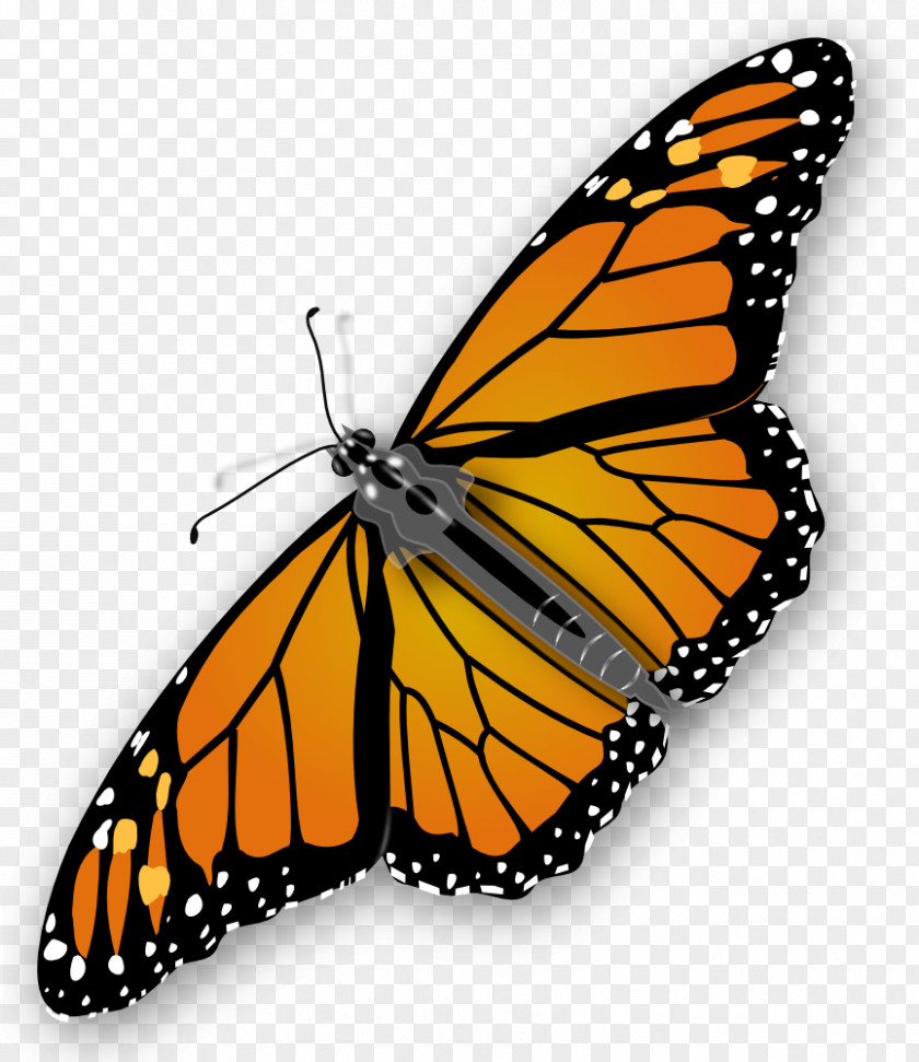 Monarch Butterfly Clipart Clip Art PNG
