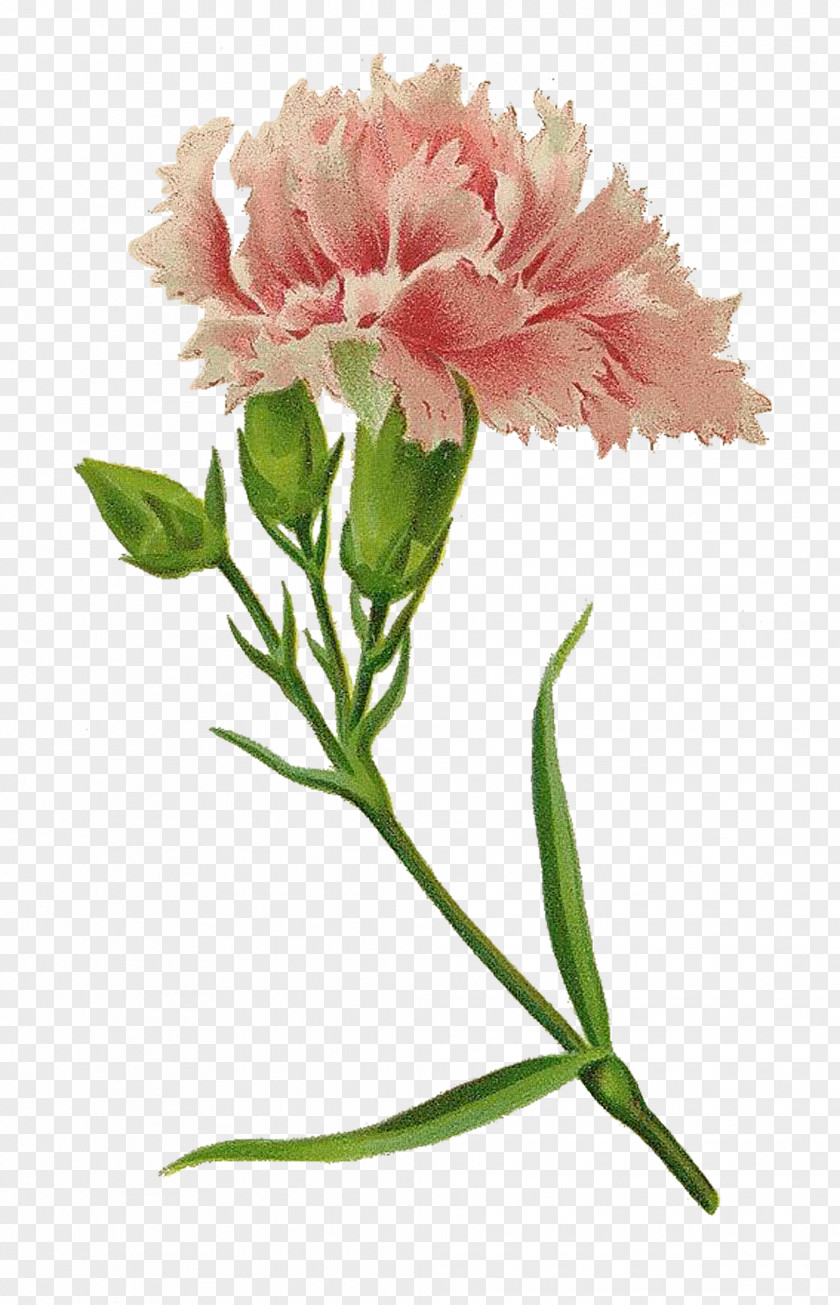 Vintage Flower Carnation Pink Cut Flowers PNG