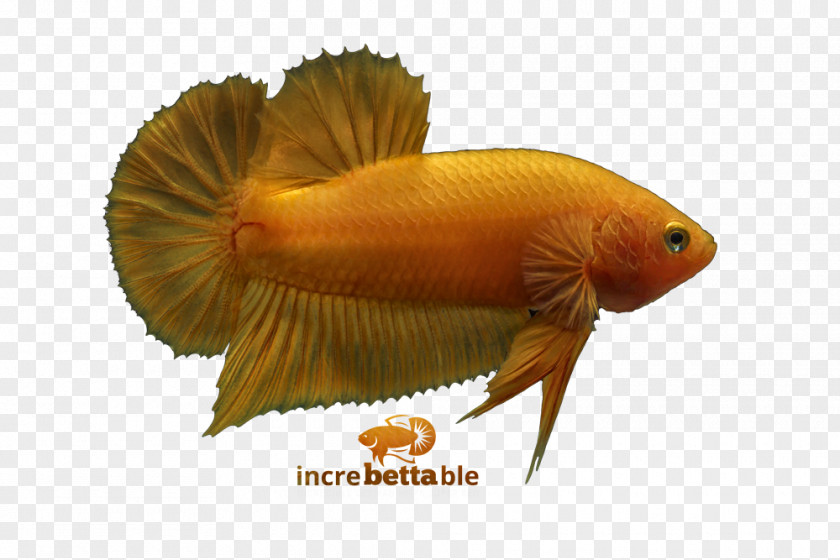 Betta Channoides Siamese Fighting Fish Yellow Red Banana Dance Party PNG