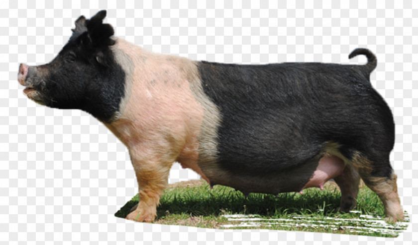 Boar Domestic Pig Mauck Show Hogs Snout Livestock PNG