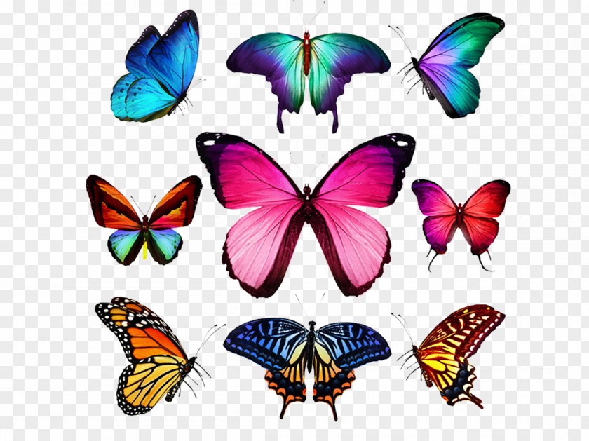 Butterfly Collection Stock Photography Royalty-free Illustration PNG