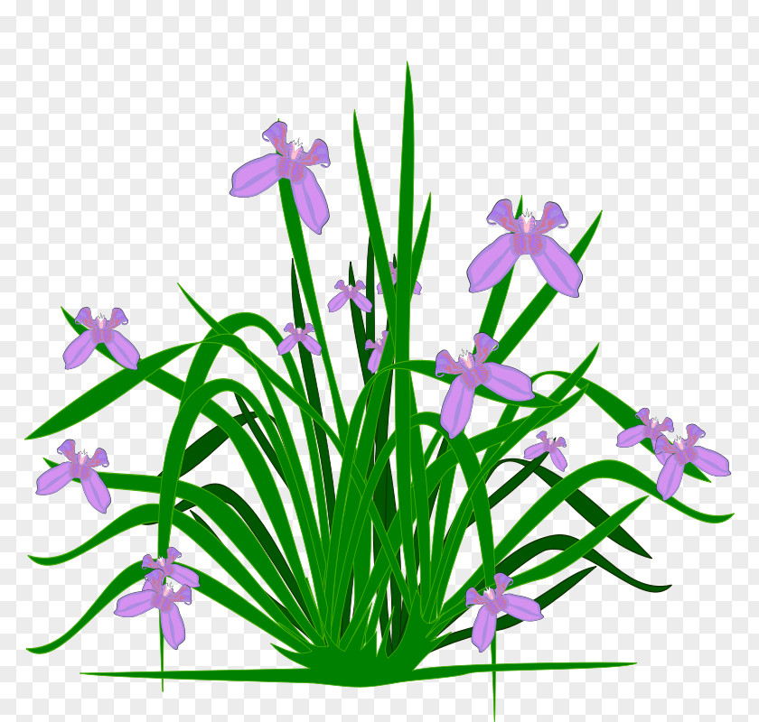 Iris Cliparts Flowering Plant Clip Art PNG