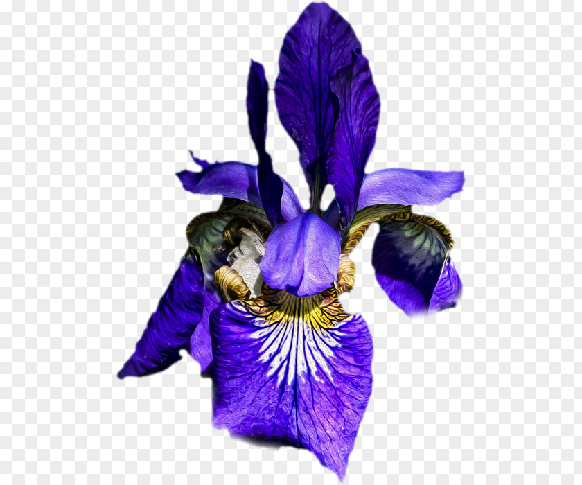 Iris Versicolor Cut Flowers Petal PNG