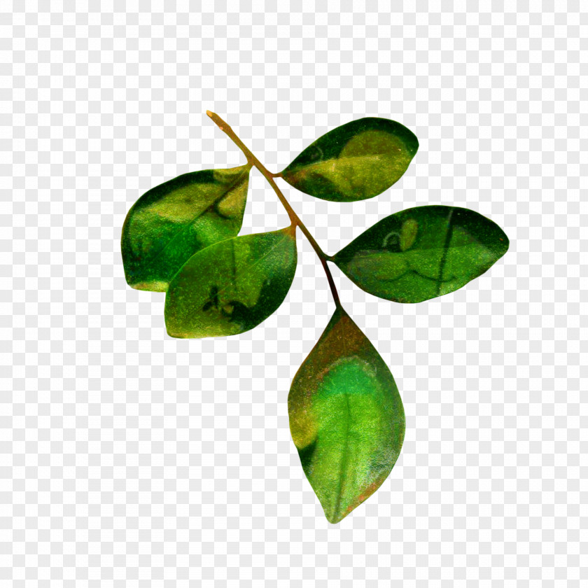Leaf Tea Clip Art Branch PNG