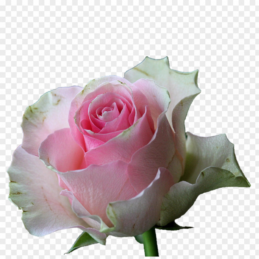 Rose Garden Roses Flower Pink White PNG