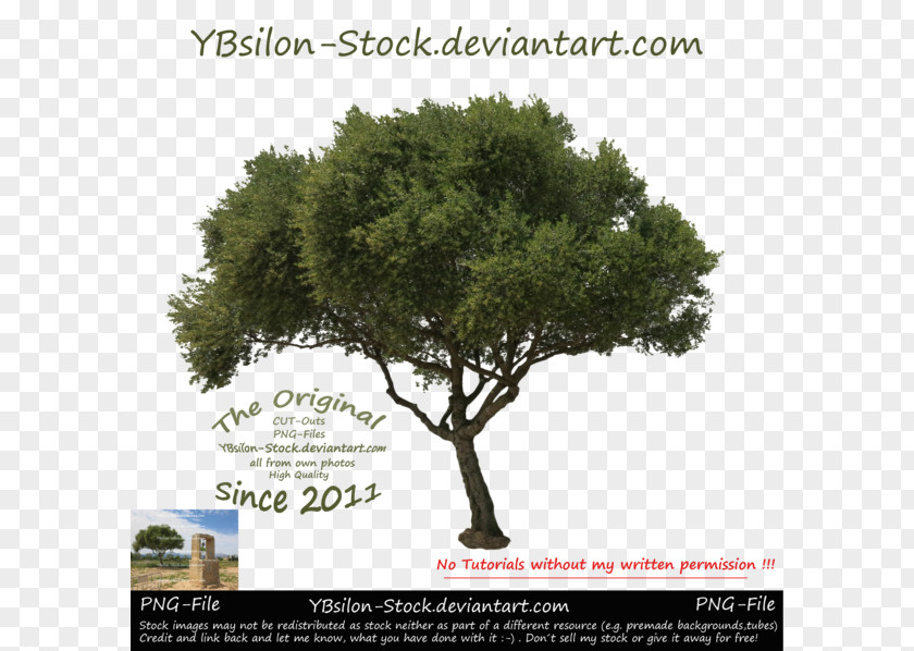 DeviantArt Image Stock Photography Tree PNG