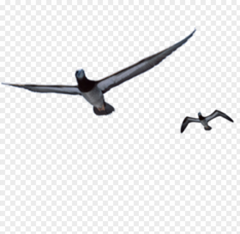 Flying Animals Bird Flight And Gliding Owl PNG