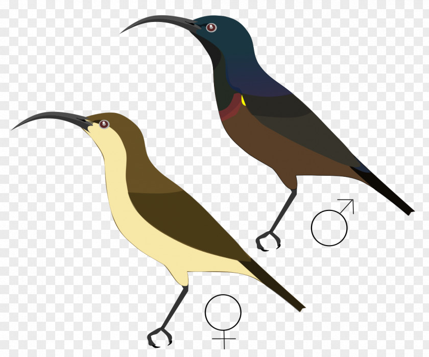 Nectar Beak Clip Art PNG