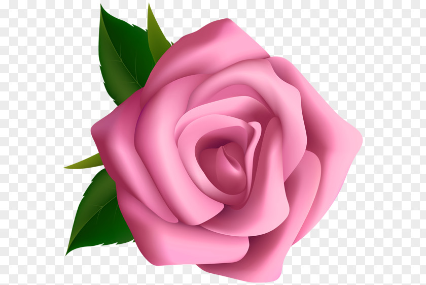 Rose Pink Clip Art PNG