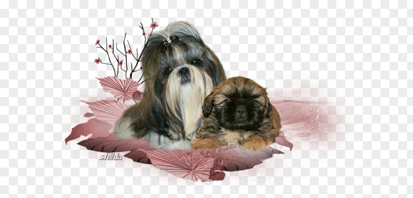 Shi Tzu Dog Breed Shih Lhasa Apso Havanese Tibetan Spaniel PNG