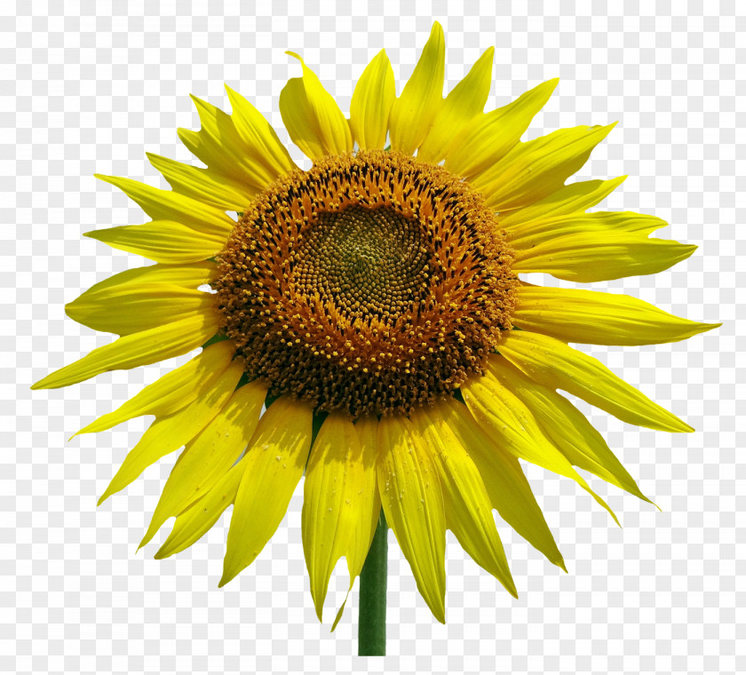Sunflower Flower Common Stock Photography Clip Art PNG