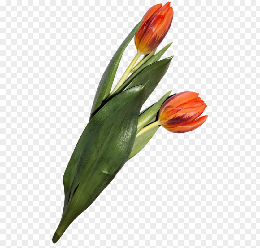 Tulip Mania Flower Lilies Plants PNG