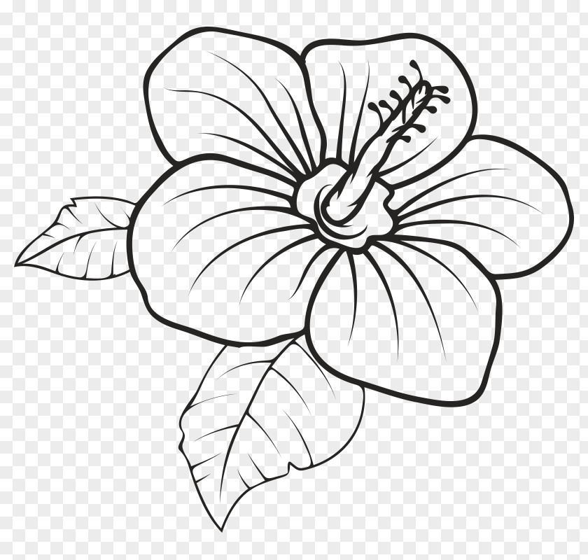 Flower Floral Design Hawaii Drawing Clip Art Vector Graphics PNG