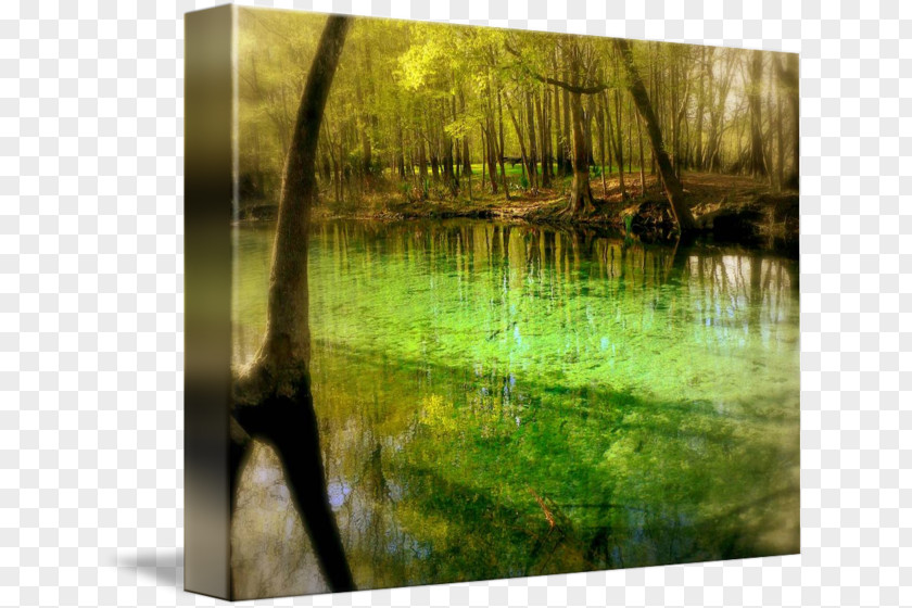 Tree Bayou Swamp Water Resources Gallery Wrap Ecosystem PNG