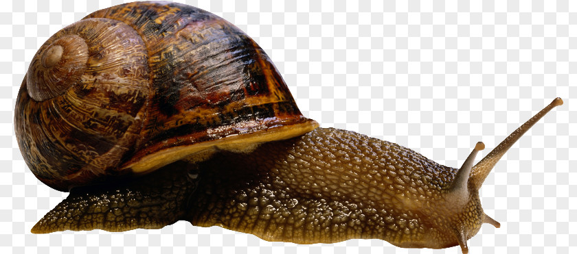 Beautiful Brown Snail Clip Art PNG