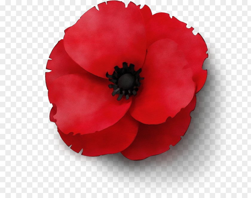 Begonia Perennial Plant Memorial Day Poppy Flower PNG