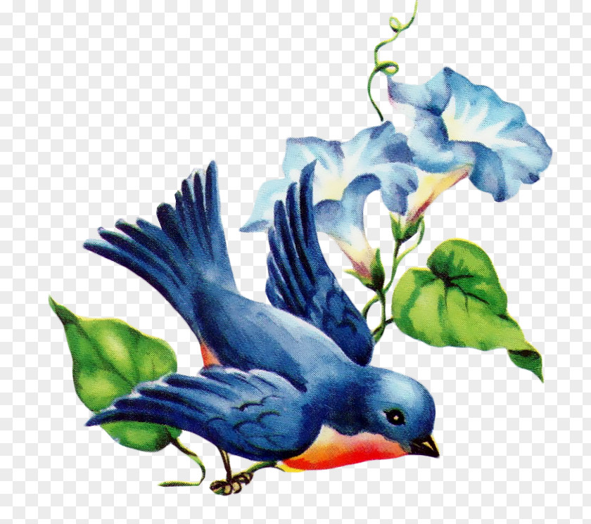 Bird Eastern Bluebird Swallow Of Happiness Clip Art PNG
