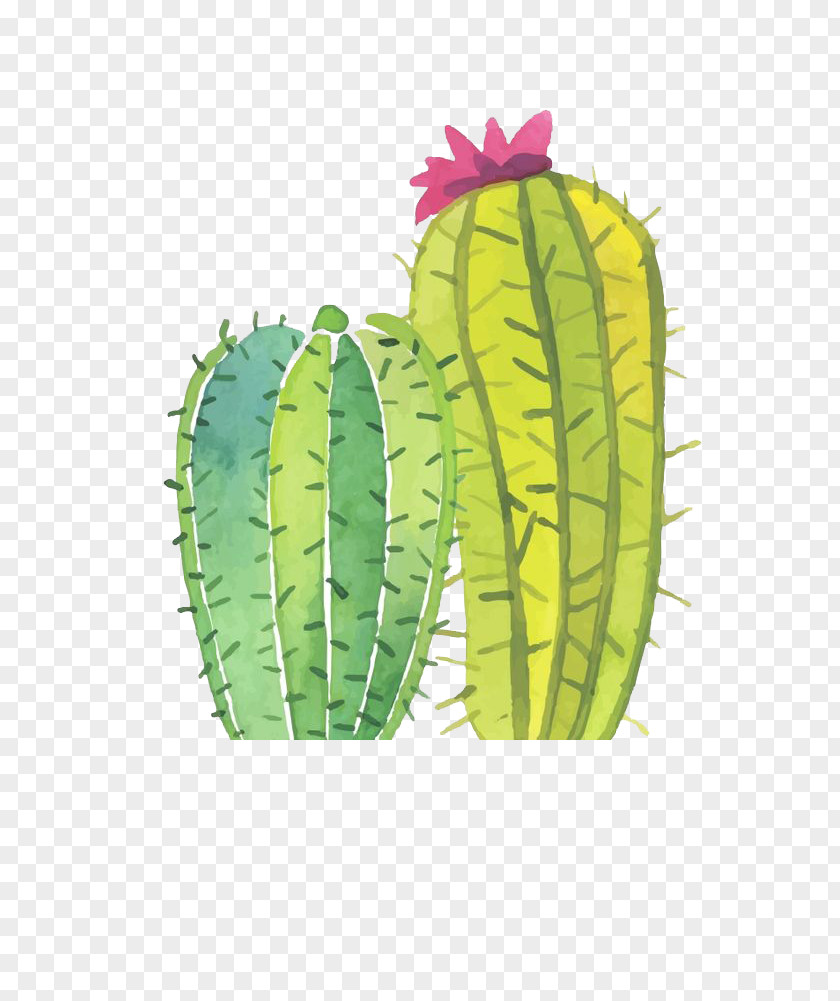 Cactus Cactaceae Succulent Plant Display Resolution Wallpaper PNG