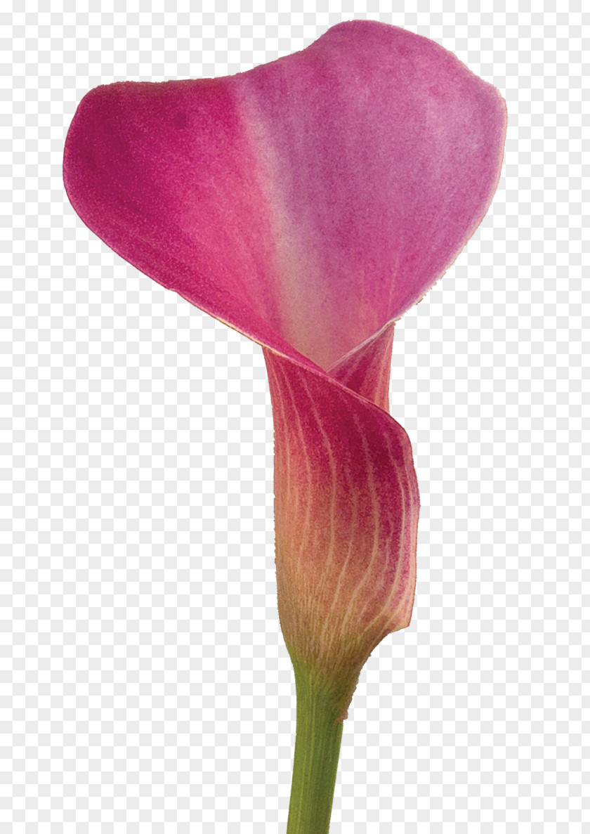 Callalily Arum-lily Flower Lilium Color PNG