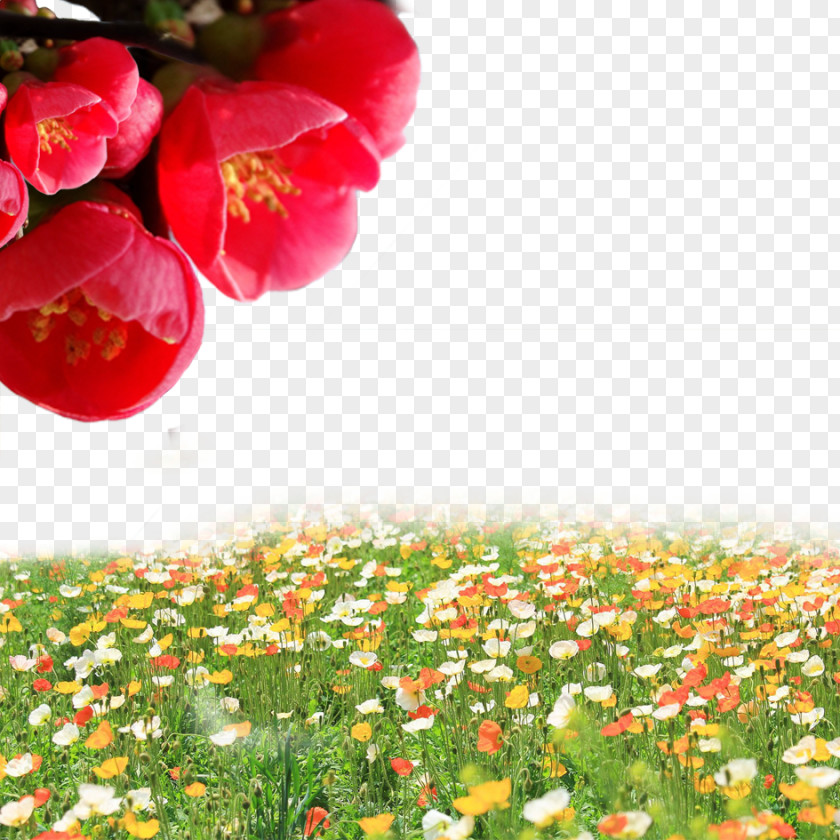 Flowers Everywhere PNG