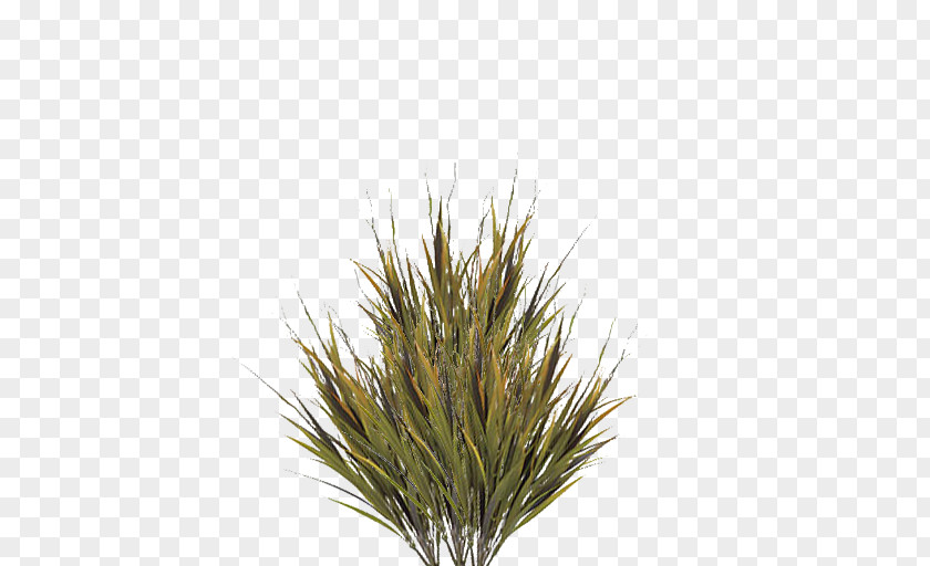 Grass Grasses Image File Formats Clip Art PNG