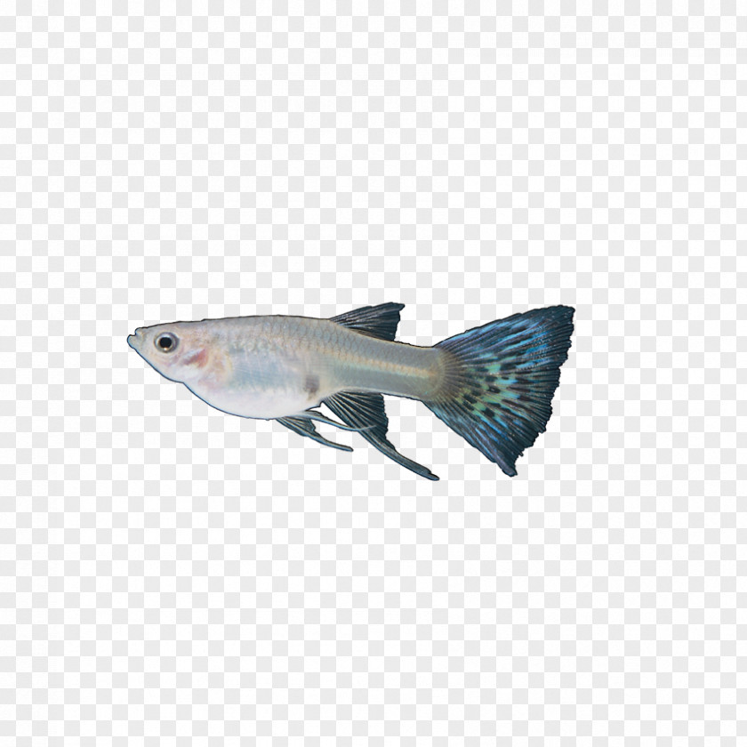 Insects, Fish Guppy Tail Blue Red PNG