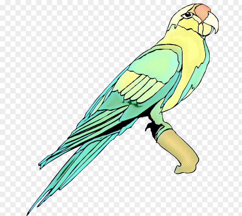 Macaw Lovebird Parakeet Clip Art Beak PNG