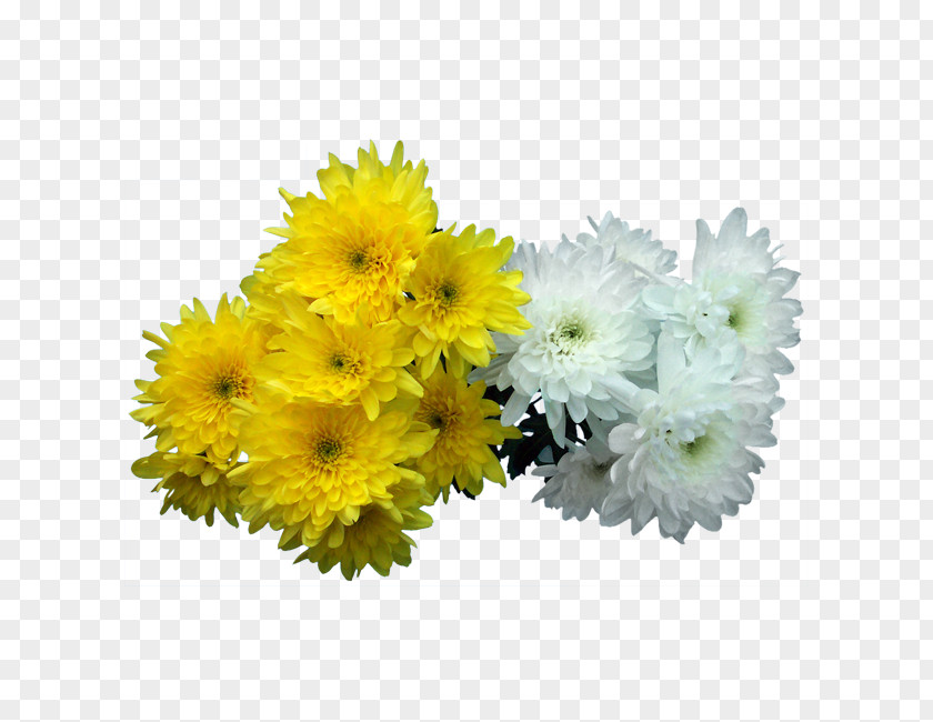 Albert Camus Floral Design Transvaal Daisy All Souls Day Cut Flowers Chrysanthemum PNG