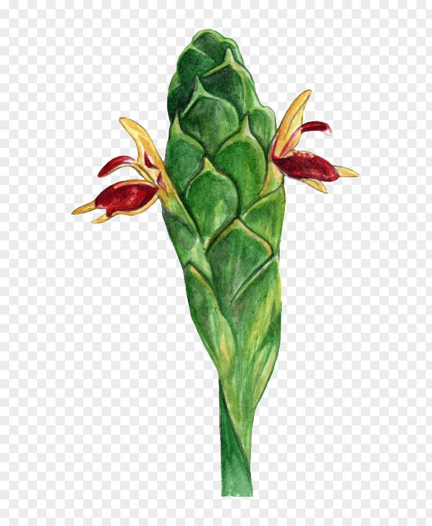 Ginger Ginseng Root Flowering Plant PNG